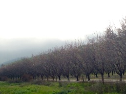 Orchards at California I-5